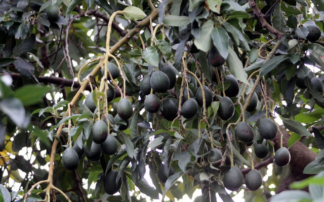 Günde 1 avokado yiyene 300 dolar! galerisi resim 5