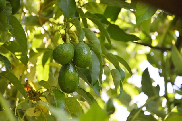 Günde 1 avokado yiyene 300 dolar! galerisi resim 6