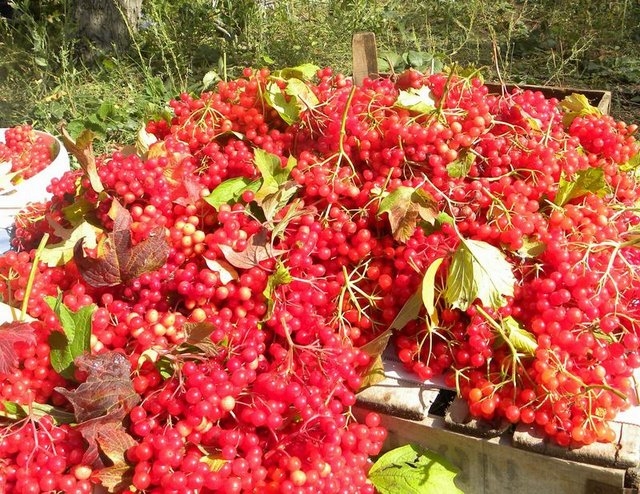 Gilaburu meyvesi kanserden koruyor galerisi resim 2