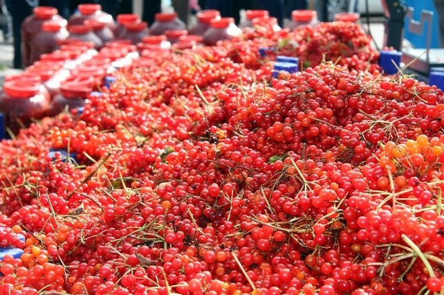 Gilaburu meyvesi kanserden koruyor galerisi resim 4