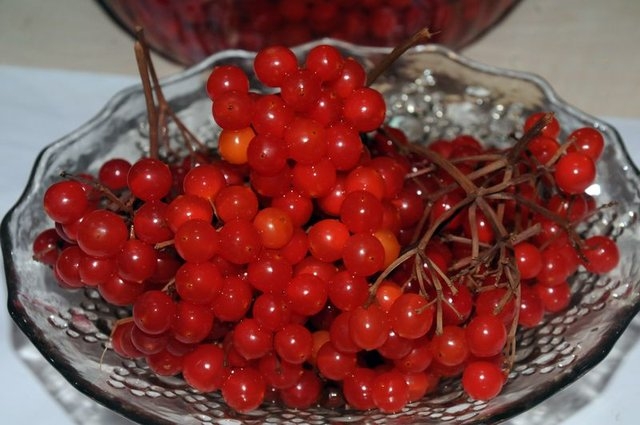 Gilaburu meyvesi kanserden koruyor galerisi resim 5