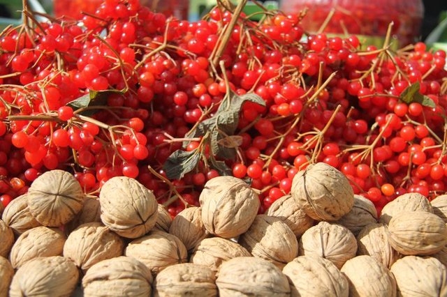 Gilaburu meyvesi kanserden koruyor galerisi resim 6