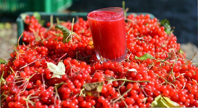 Gilaburu meyvesi kanserden koruyor galerisi resim 7