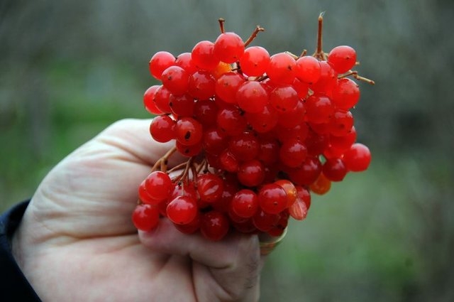 Gilaburu meyvesi kanserden koruyor galerisi resim 8