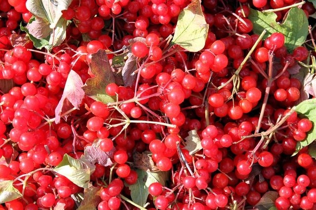 Gilaburu meyvesi kanserden koruyor galerisi resim 9