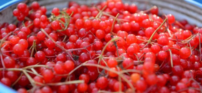 Gilaburu meyvesi kanserden koruyor