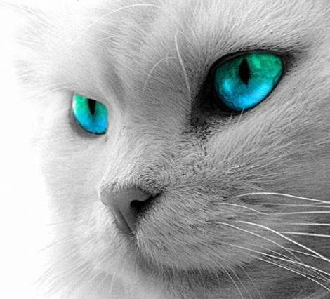 Hayvanlar dünyayı nasıl görüyor? galerisi resim 1