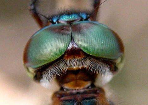 Hayvanlar dünyayı nasıl görüyor? galerisi resim 12