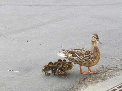 Çok güleceksiniz galerisi resim 6