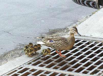 Çok güleceksiniz galerisi resim 7