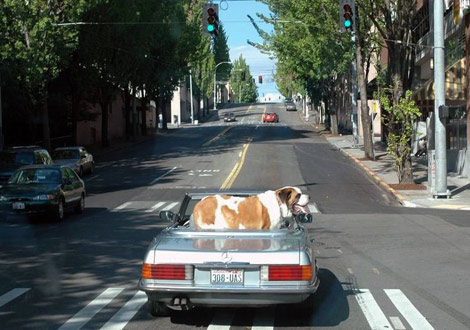 İstihap haddini aşan taşıtlar - 2 (fena komik) galerisi resim 19