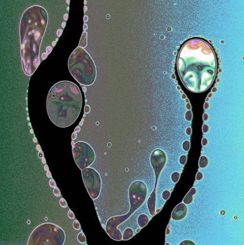 Mikroskobik dünyanın en iyi fotoğrafları galerisi resim 10