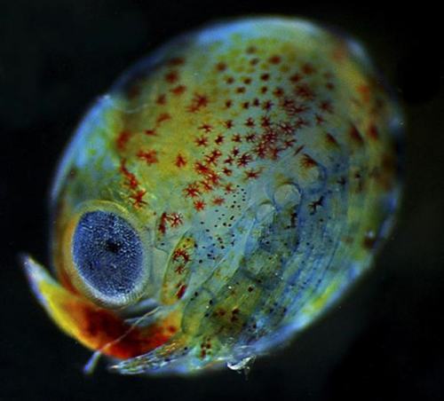 Mikroskobik dünyanın en iyi fotoğrafları galerisi resim 11