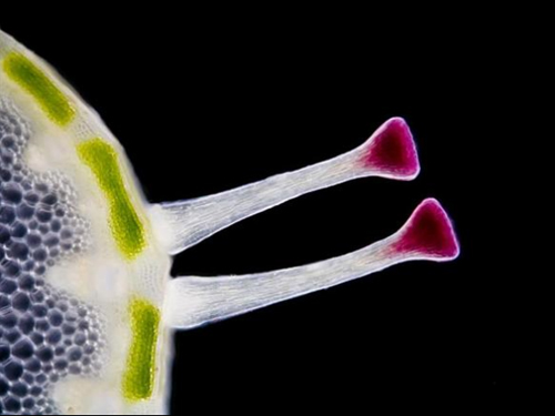 Mikroskobik dünyanın en iyi fotoğrafları galerisi resim 2