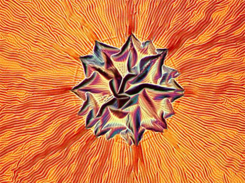 Mikroskobik dünyanın en iyi fotoğrafları galerisi resim 3