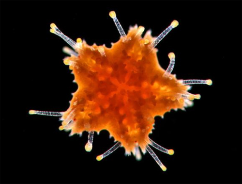 Mikroskobik dünyanın en iyi fotoğrafları galerisi resim 5