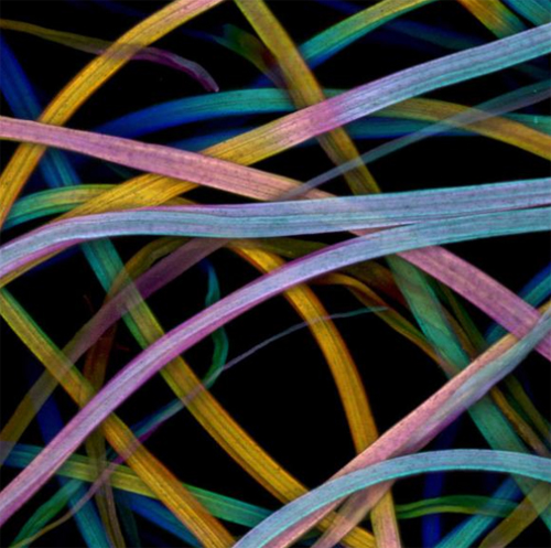 Mikroskobik dünyanın en iyi fotoğrafları galerisi resim 7