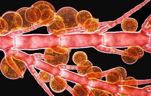 Mikroskobik dünyanın en iyi fotoğrafları galerisi resim 8