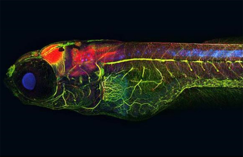 Mikroskobik dünyanın en iyi fotoğrafları galerisi resim 9