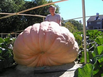 Dev sebzeler galerisi resim 11