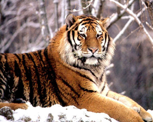 Nesli tükenmek üzere olan hayvanlar galerisi resim 1