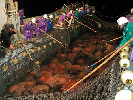 200 Kiloluk denizanası dehşeti... galerisi resim 10