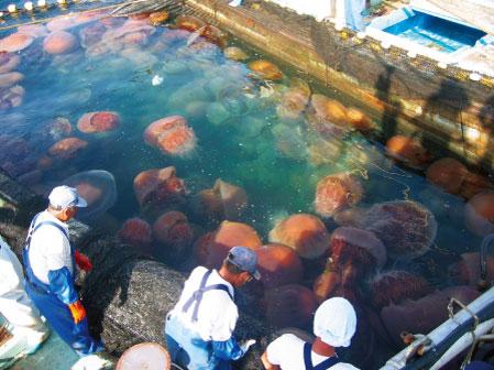 200 Kiloluk denizanası dehşeti... galerisi resim 2