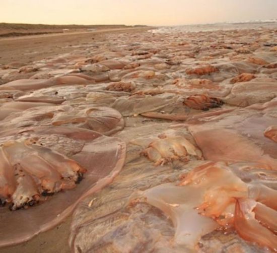 200 Kiloluk denizanası dehşeti... galerisi resim 4