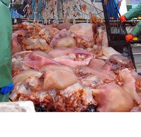 200 Kiloluk denizanası dehşeti... galerisi resim 5