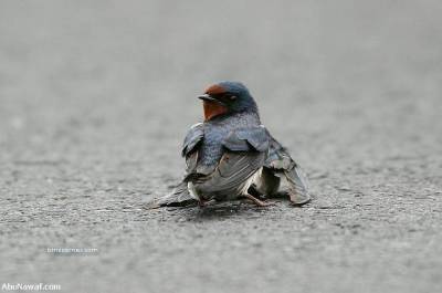 Kim Demiş Hayvanların Duyguları Yoktur diye galerisi resim 1