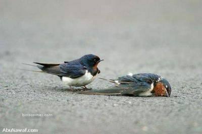 Kim Demiş Hayvanların Duyguları Yoktur diye galerisi resim 5