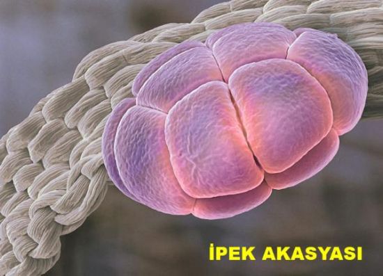 Bu olağanüstü görüntü neye ait? galerisi resim 10