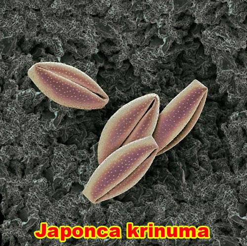 Bu olağanüstü görüntü neye ait? galerisi resim 12