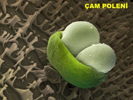 Bu olağanüstü görüntü neye ait? galerisi resim 13