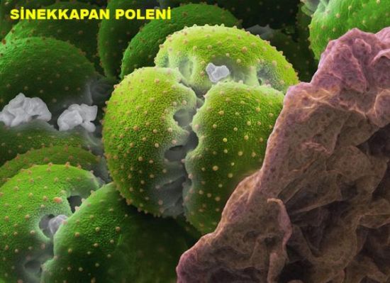 Bu olağanüstü görüntü neye ait? galerisi resim 14