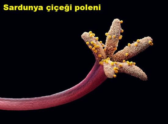 Bu olağanüstü görüntü neye ait? galerisi resim 16