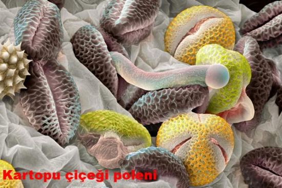 Bu olağanüstü görüntü neye ait? galerisi resim 3