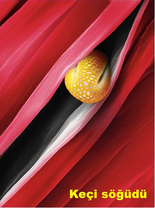 Bu olağanüstü görüntü neye ait? galerisi resim 4