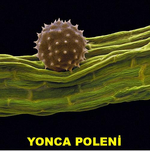 Bu olağanüstü görüntü neye ait? galerisi resim 7