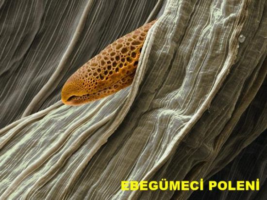 Bu olağanüstü görüntü neye ait? galerisi resim 8