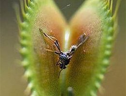 Böcek yiyen bitkiler