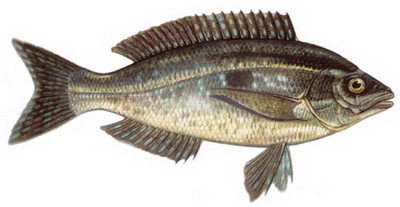 Hangi Balığı Hangi Ayda Yemeli? galerisi resim 11