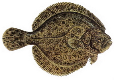 Hangi Balığı Hangi Ayda Yemeli? galerisi resim 12