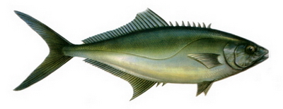 Hangi Balığı Hangi Ayda Yemeli? galerisi resim 14