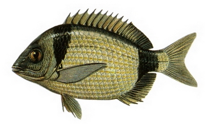 Hangi Balığı Hangi Ayda Yemeli? galerisi resim 15