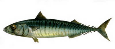 Hangi Balığı Hangi Ayda Yemeli? galerisi resim 2