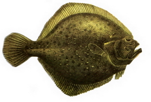 Hangi Balığı Hangi Ayda Yemeli? galerisi resim 3