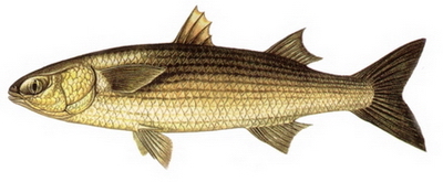 Hangi Balığı Hangi Ayda Yemeli? galerisi resim 4