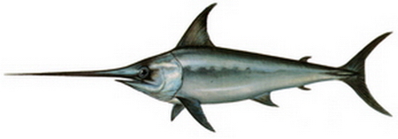 Hangi Balığı Hangi Ayda Yemeli? galerisi resim 5