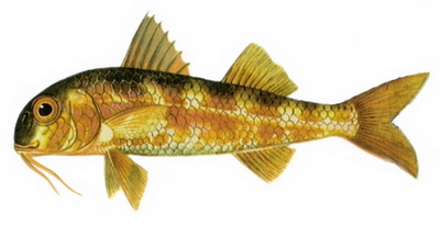 Hangi Balığı Hangi Ayda Yemeli? galerisi resim 6